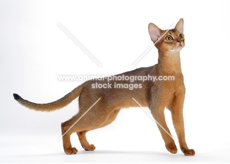 female, ruddy Abyssinian looking up