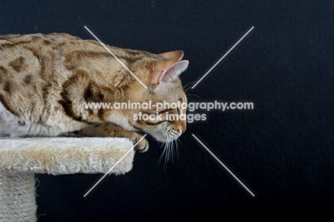 Bengal cat crouched on a scratch post, black background