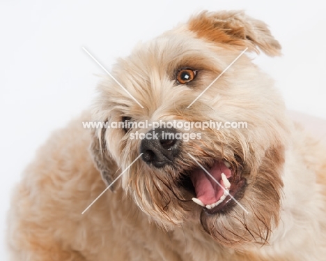 Soft coated wheaten terrier portrait