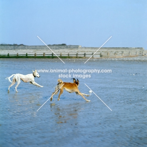 two saluki dogs chasing each other on beach