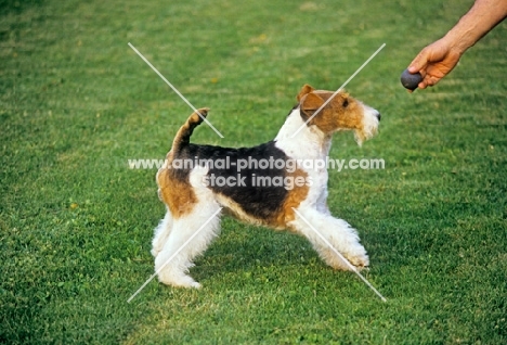 eng/am/ irish ch galsul excellence, wire fox terrier playing