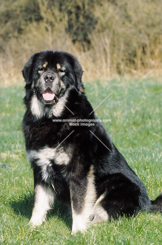 champion tibetan mastiff looking at camera