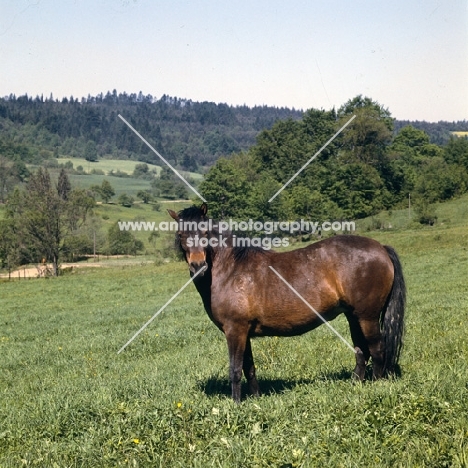 Huzel pony looking at camera in Poland