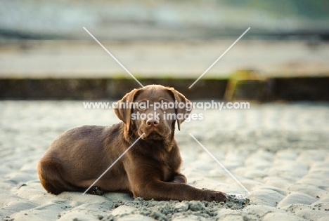 chocolate Labrador puppy lying down on beach