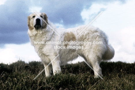 pyrenean mountain dog on hilltop