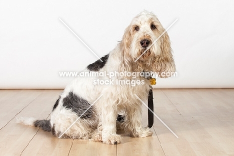 Grand Basset Griffon Vendeen sitting on floor, side view