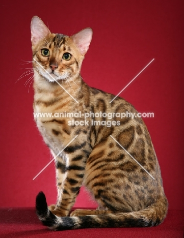 Bengal sitting on red background
