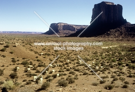 navajo-churro sheep in monument valley, usa