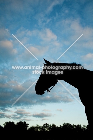 horse silhouette