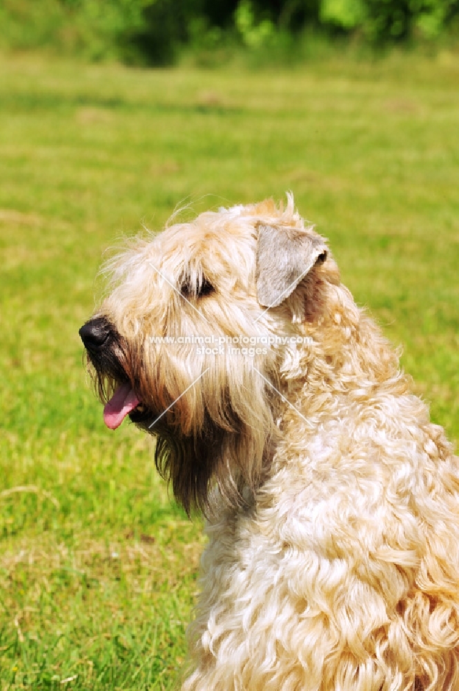 Irish Soft Coated Wheaten Terrier, profile