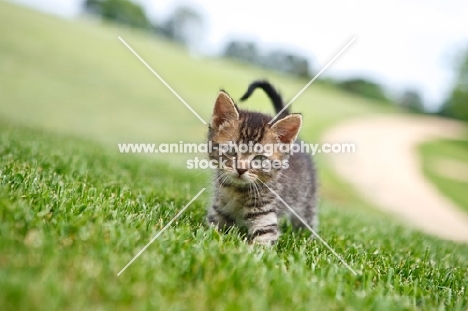 tabby kitten walking on grass