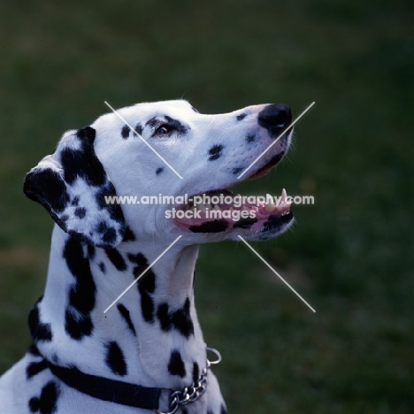 happy dalmatian,  head portrait