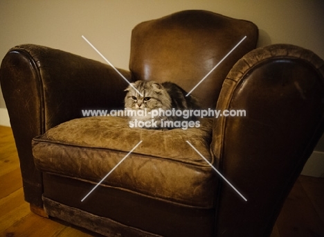 Scottish Fold sitting on leather chair.