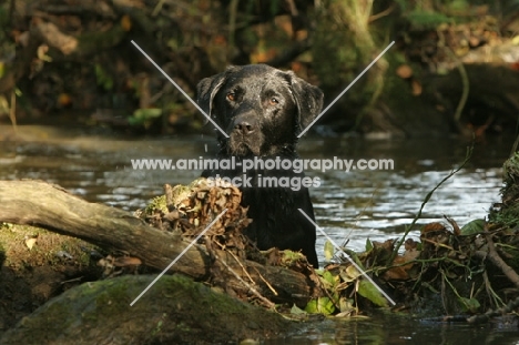 black Labrador Retriever coming out of the water