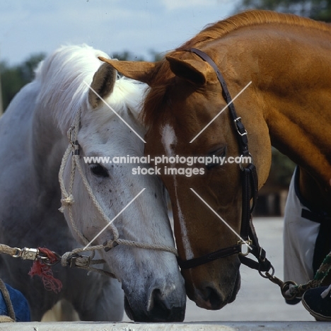 Milton, Dutch warm blood, with adversary in show jumping, French horse Morgat 