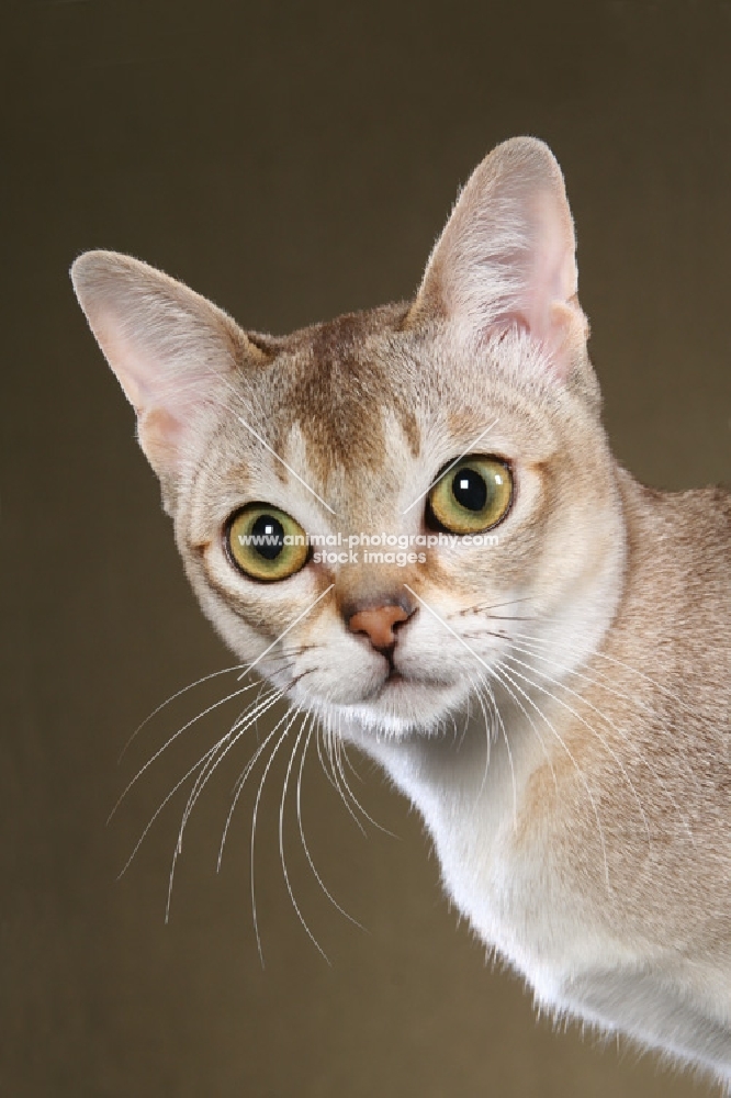 singapura cat, portrait