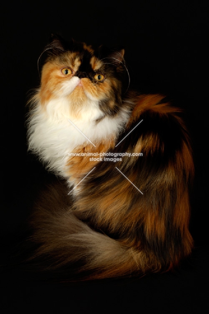 tortie and white persian cat, on black background