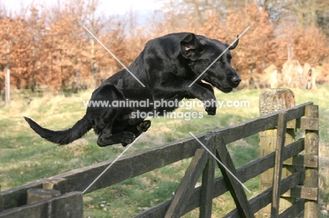 black Labrador Retriever jumping fence