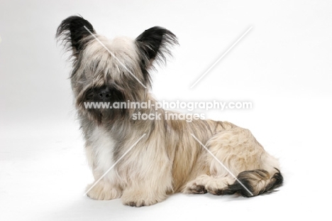 Skye Terrier sitting in studio