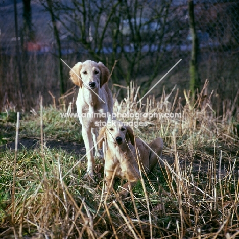 saluki puppies from windswift kennels in stubble field