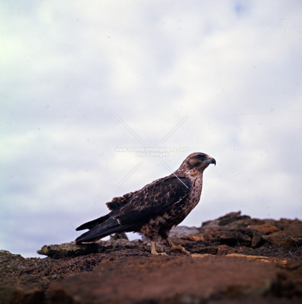 galapagos hawk on bartolome island, galapagos islands