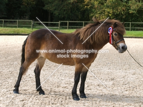 Exmoor Pony side view wearing rosette