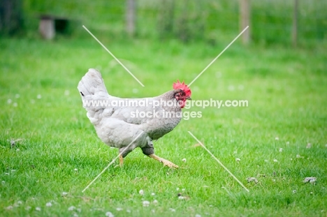 Grey hen walking in a field