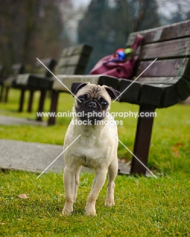 fawn Pug near park bench