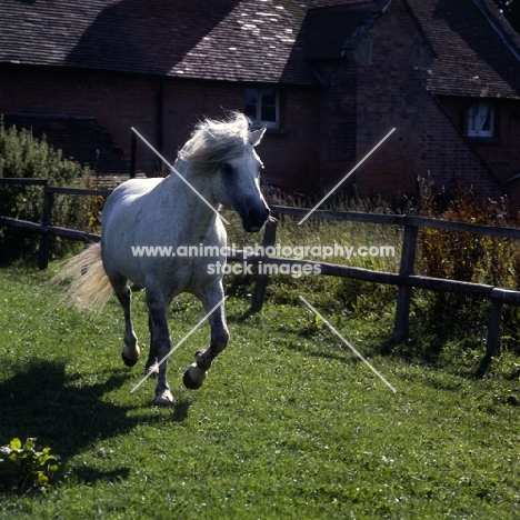 Connemara pony trotting loose in field, front view 