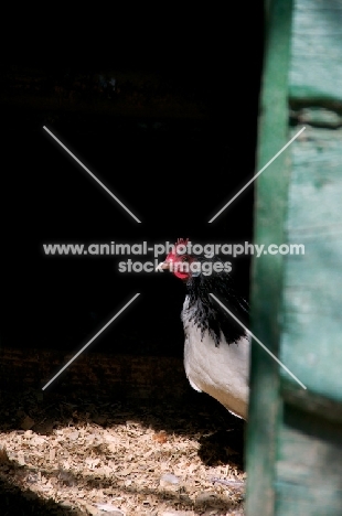 Lakenfelder (aka lakenvelder) in barn