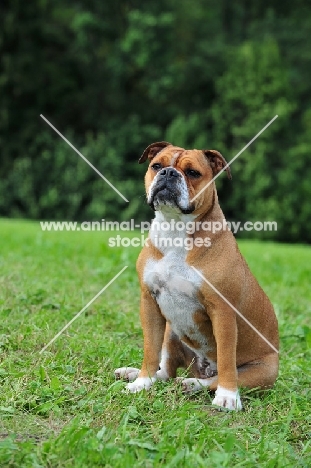 Continental Bulldog sitting down