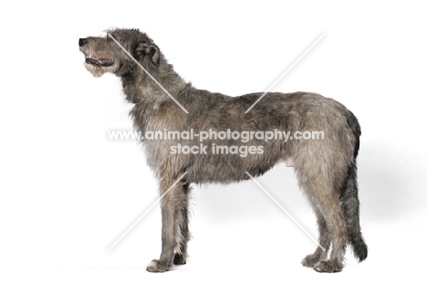 Australian Champion Irish Wolfhound, posed