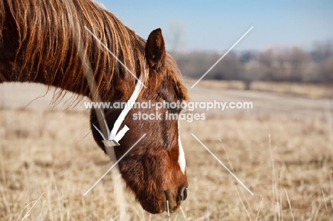 Morgan Horse portrait, profile