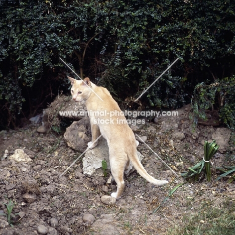 red burmese cat climbing on rocks