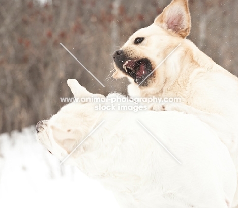 Labradors playing