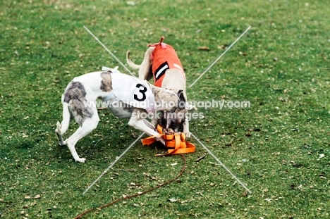 racing whippets in jackets with lure