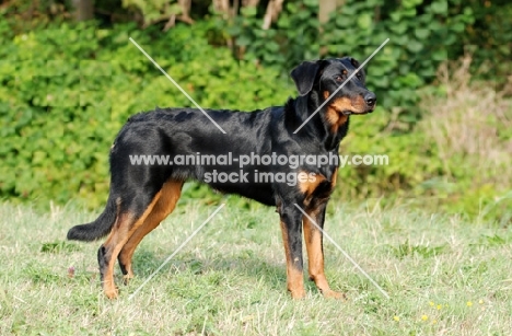 Beauceron side view