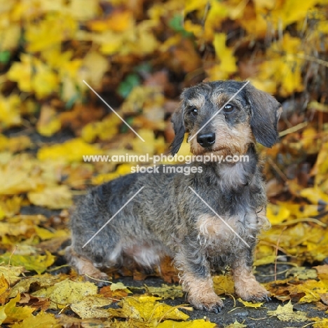 miniature wirehaired dachshund sitting in yellow autumnal leaves