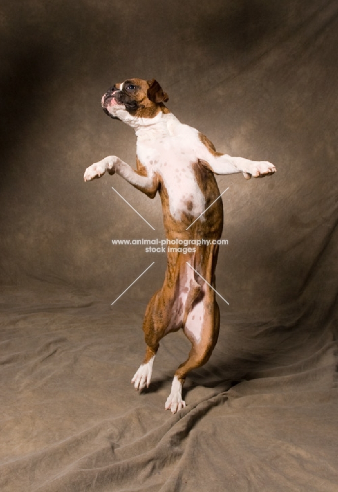 Boxer dancing on two legs front view