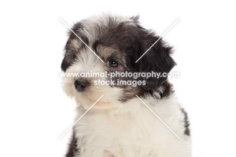 Polish Lowland Sheepdog puppy, portrait