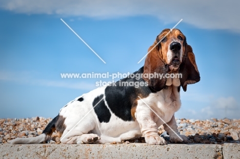 Basset hound sitting on a wall at the beach