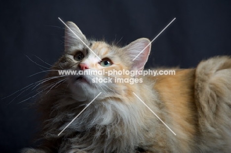 Portrait of champion Kronangens Lucia looking towards camera, studio shot with black background