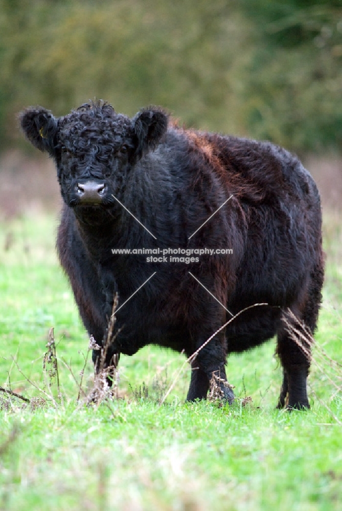 black galloway cow looking at camera