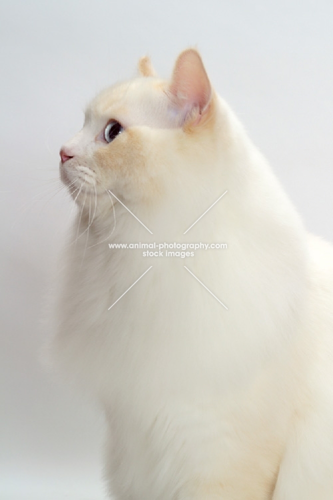 Cream Point Bi-Color Ragdoll cat looking ahead