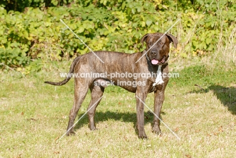 Antikdogge cross between Cane Corso and Dogo Canario to revive old mastiff type