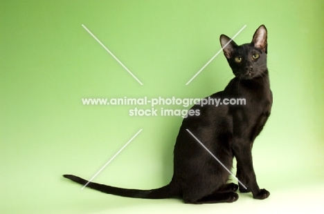 black oriental shorthair cat, sitting down