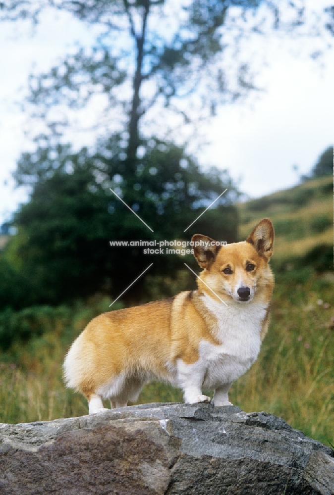 ch belroyd lovebird, pembroke corgi on a welsh hillside