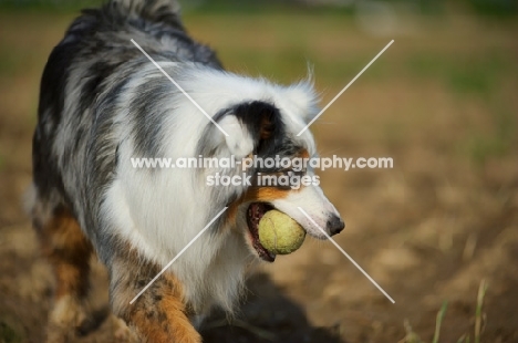 blue merle australian shepherd with a ball in her mouth