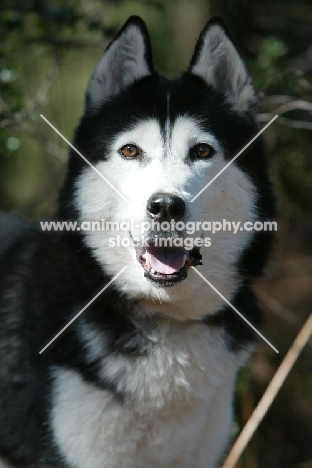 black and white husky