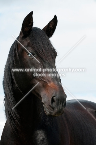 portrait of Lusitano stallion on white/light-blue background